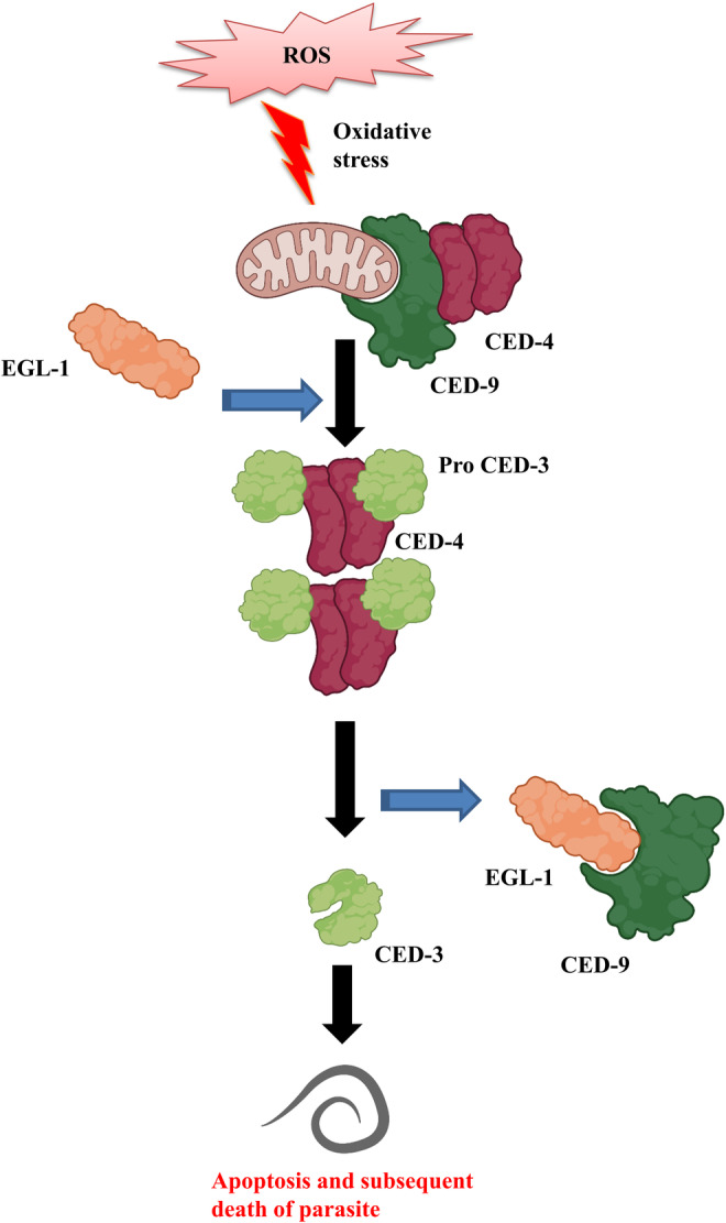 FIGURE 2