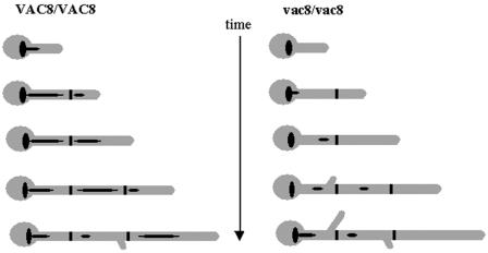 FIG. 7.