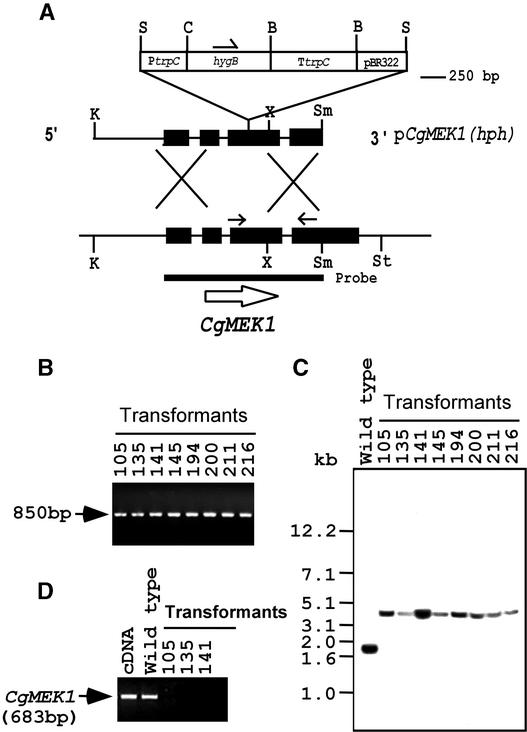 Figure 2.