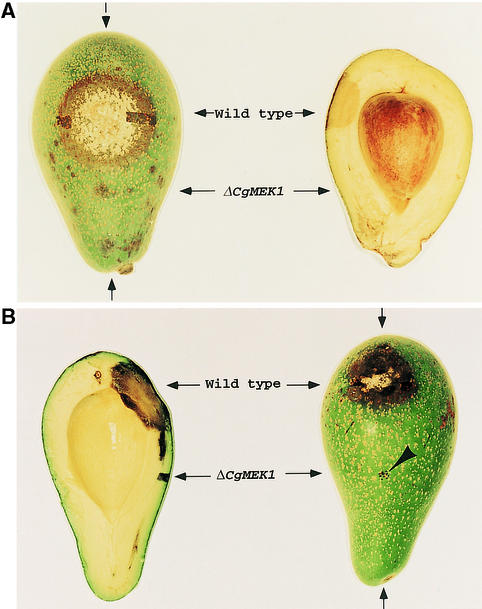 Figure 7.