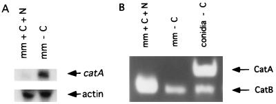 FIG. 6