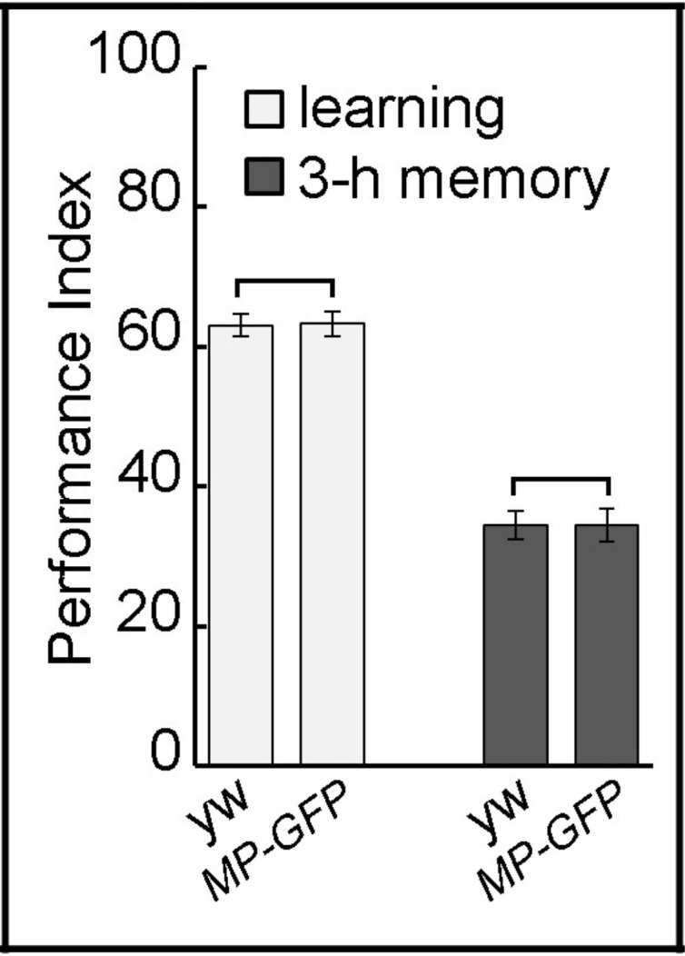 Figure 2—figure supplement 1.