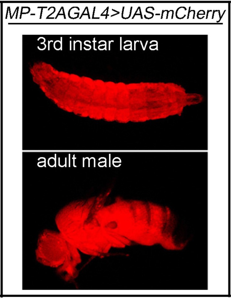 Figure 1—figure supplement 5.