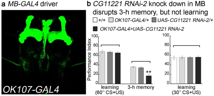 Figure 1—figure supplement 3.