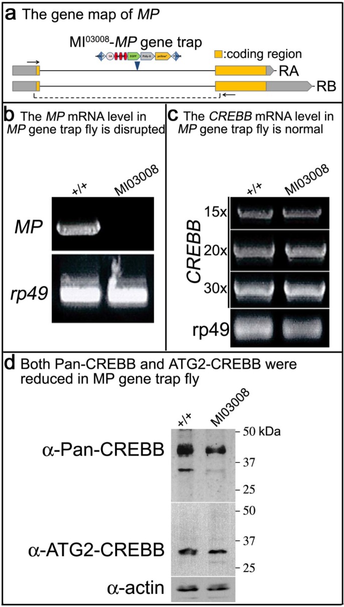 Figure 4—figure supplement 1.