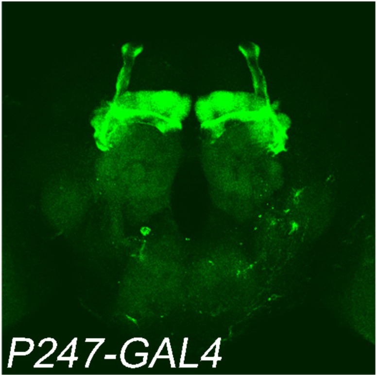 Figure 2—figure supplement 2.