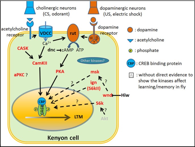 Figure 1—figure supplement 1.