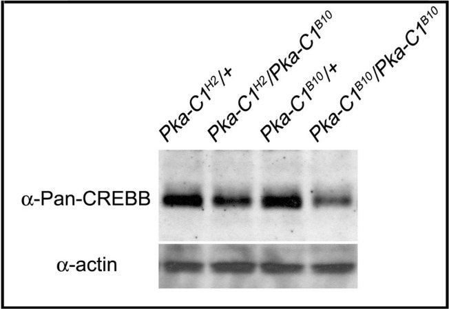 Figure 5—figure supplement 2.