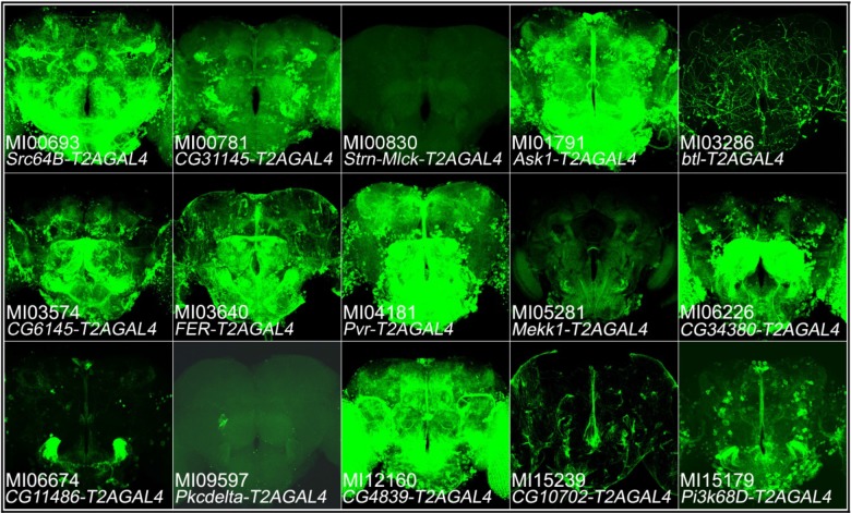 Figure 1—figure supplement 2.