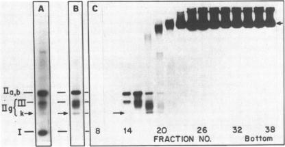 graphic file with name pnas00295-0095-a.jpg