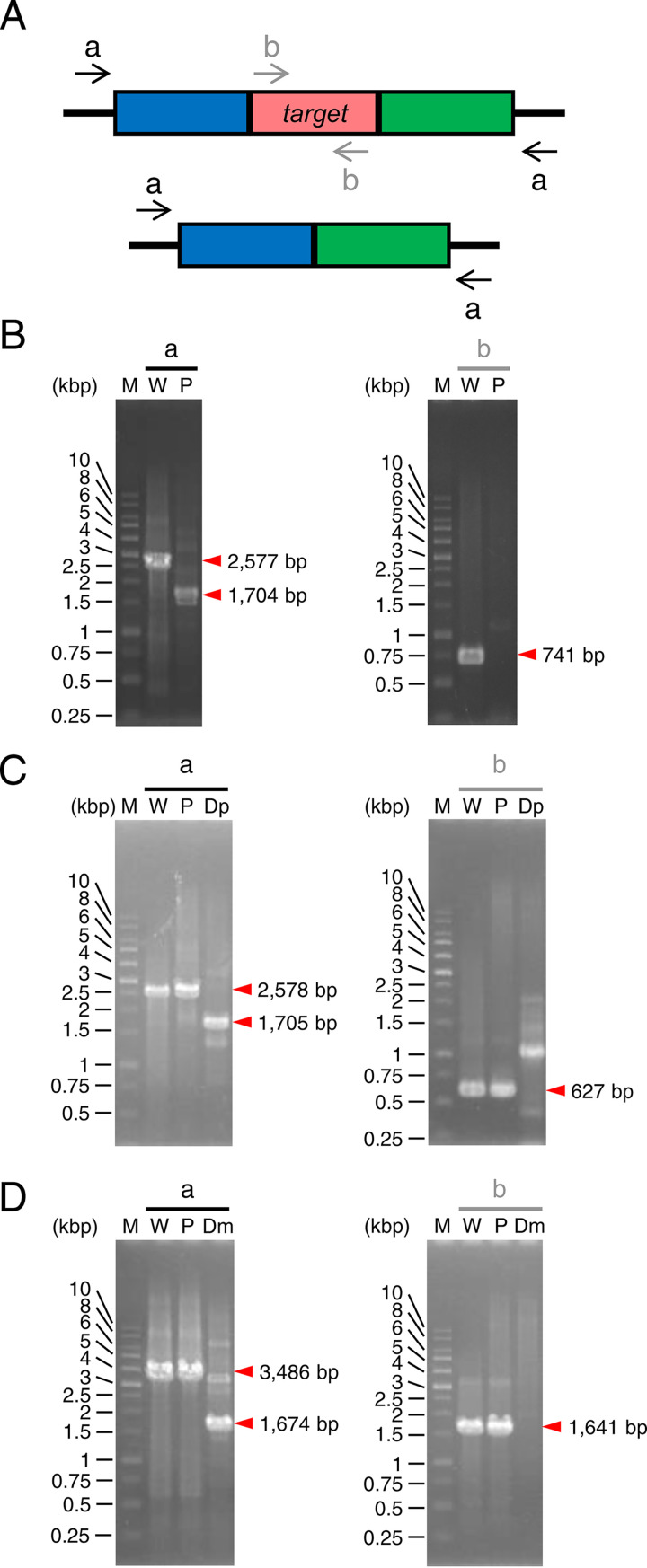 FIG 2