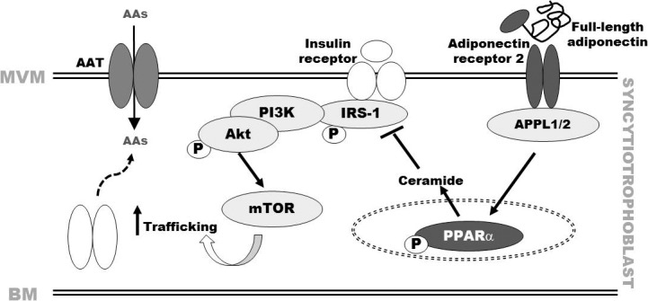 FIG. 1