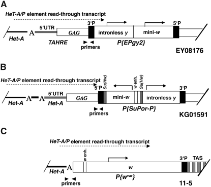 Figure 5.—