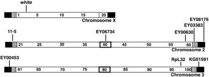 Figure 2.—