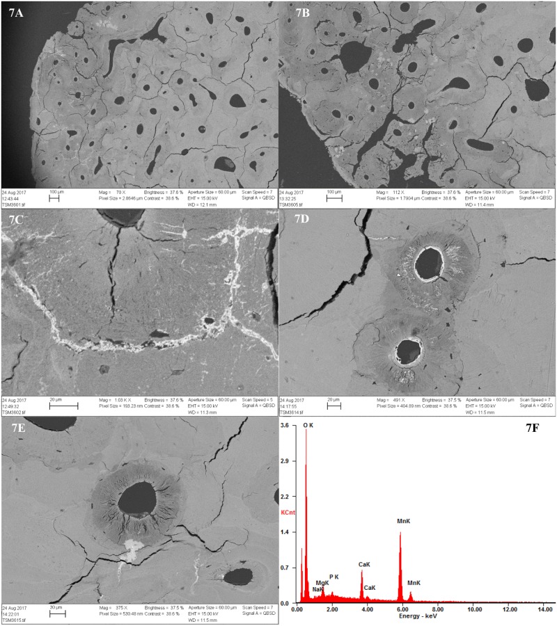 Fig 7