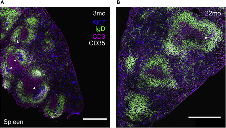 Figure 6