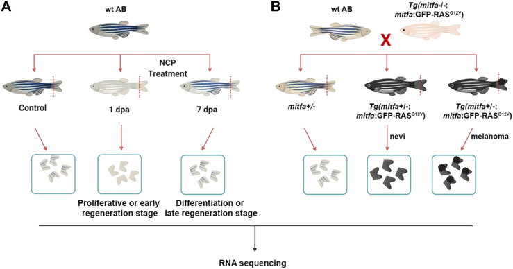 FIGURE 1