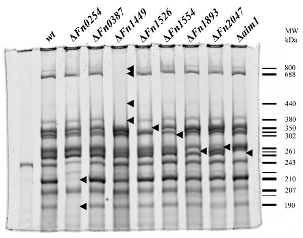 Fig. 4