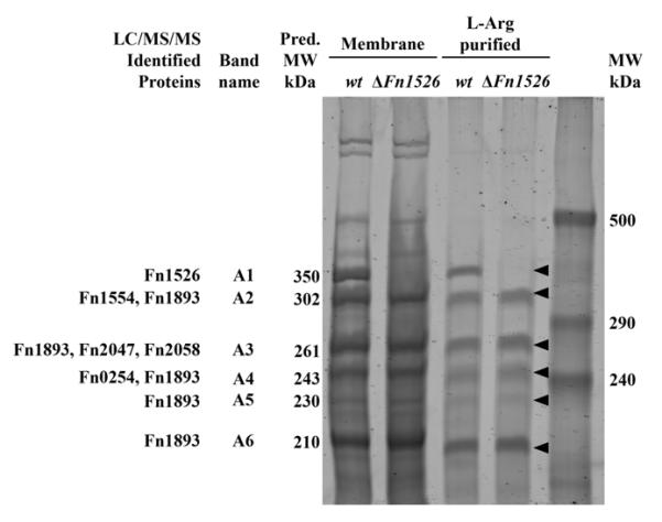 Fig. 2