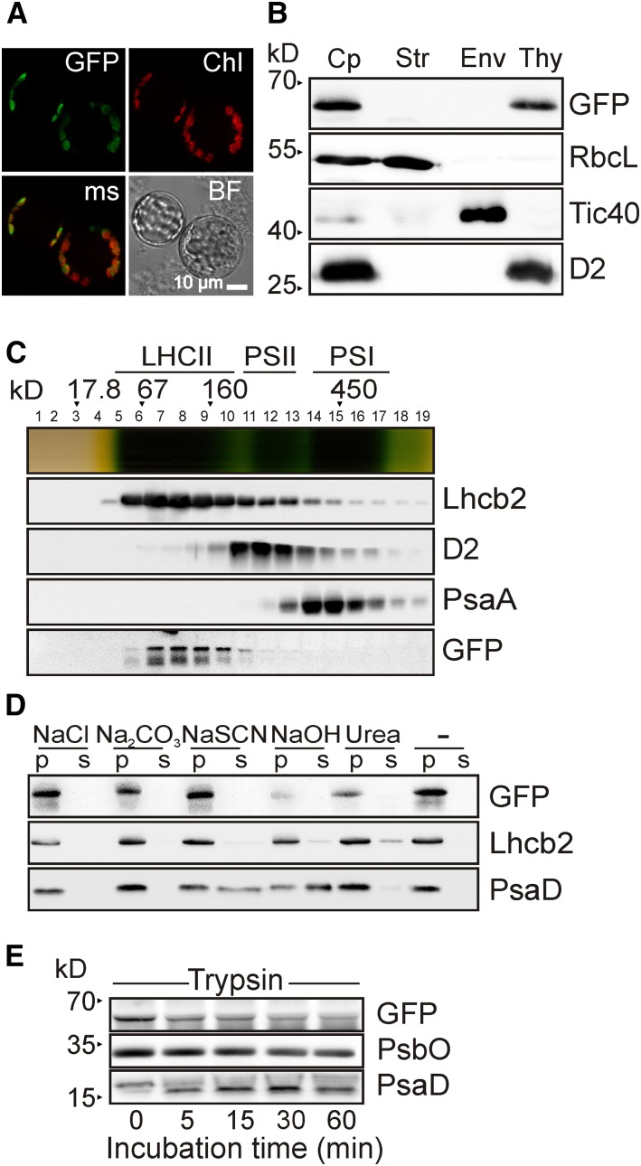 Figure 5.