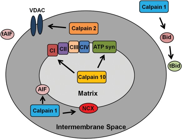 Figure 3