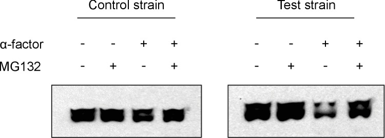 Figure 1—figure supplement 2.