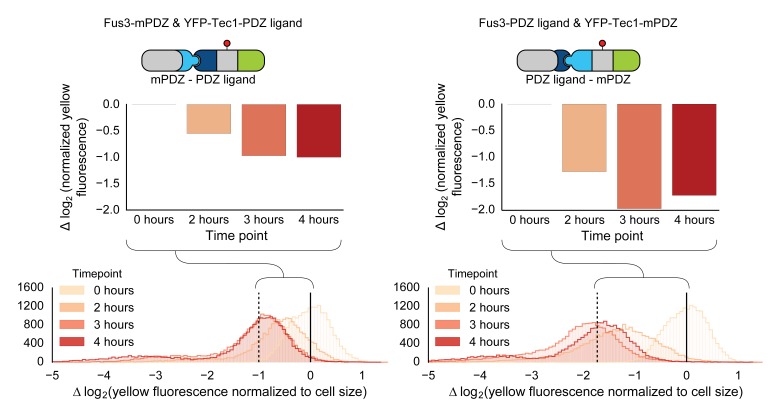 Figure 1—figure supplement 3.