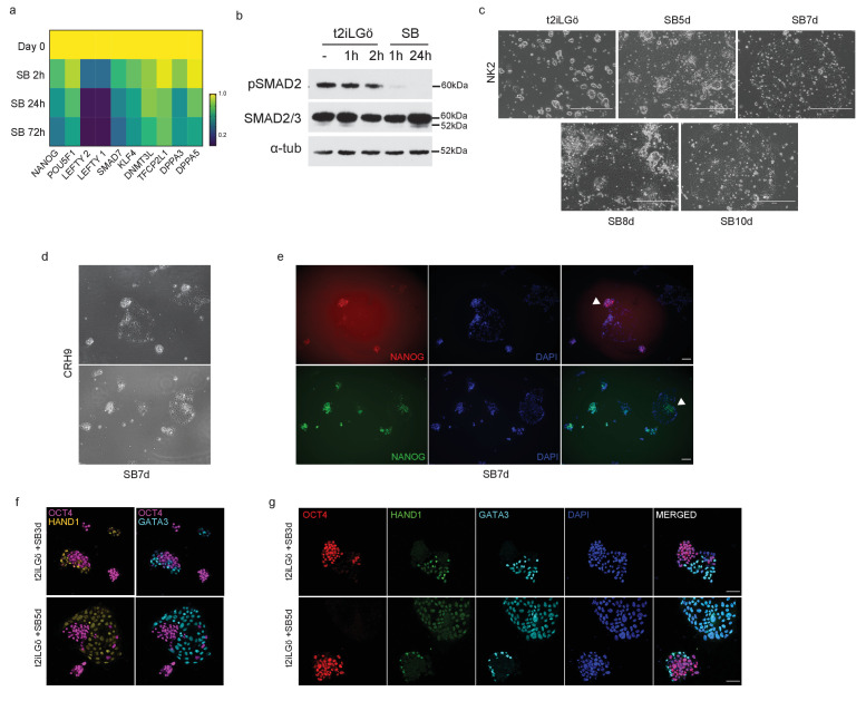 Figure 3—figure supplement 1.