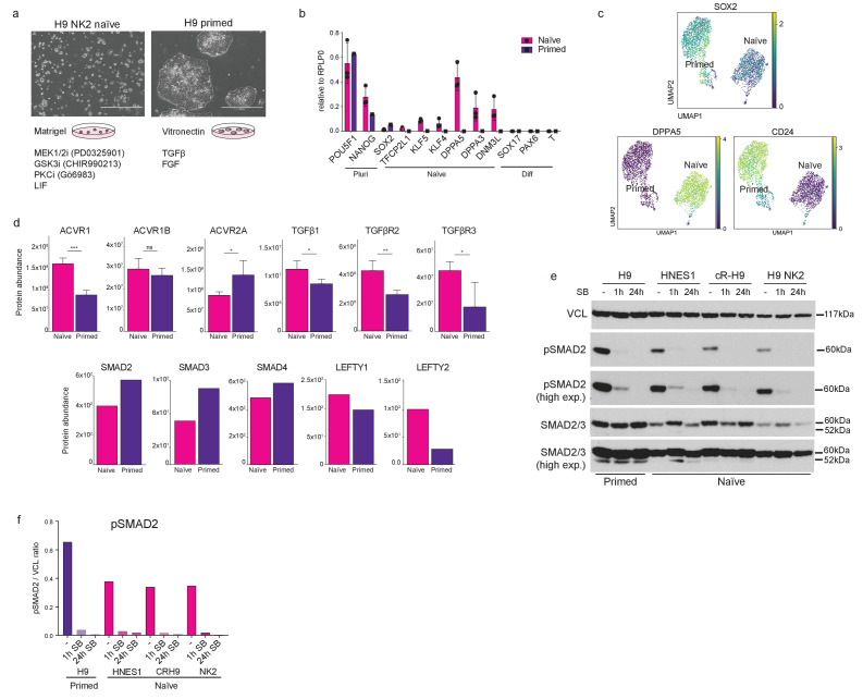 Figure 1—figure supplement 1.