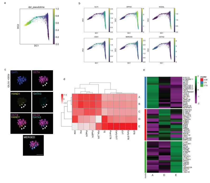 Figure 5—figure supplement 1.