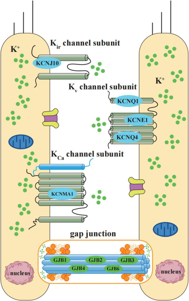 FIGURE 2