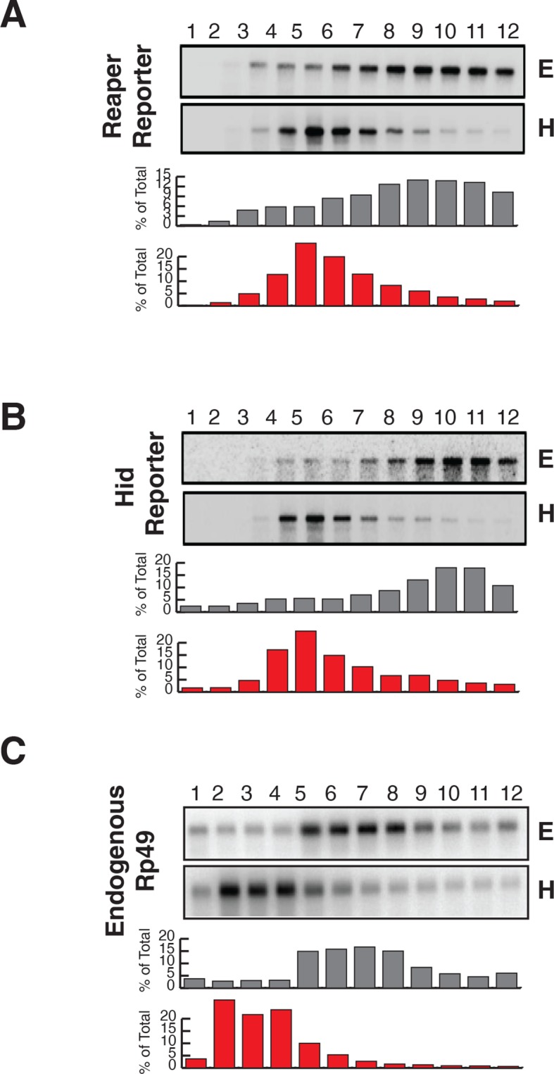 Figure 2—figure supplement 1.