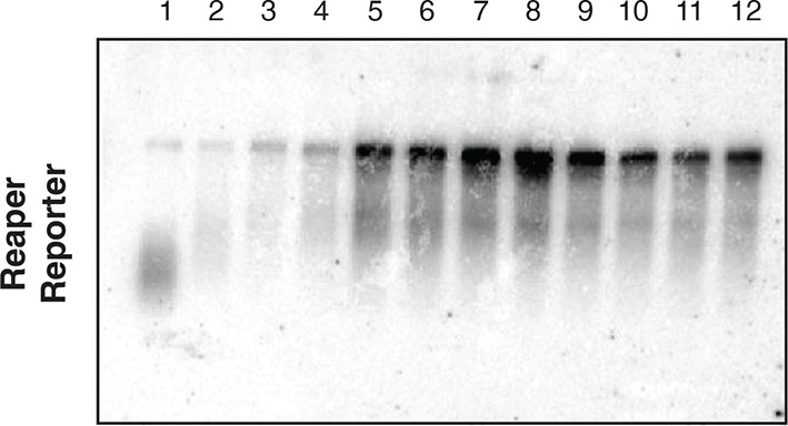 Figure 2—figure supplement 3.