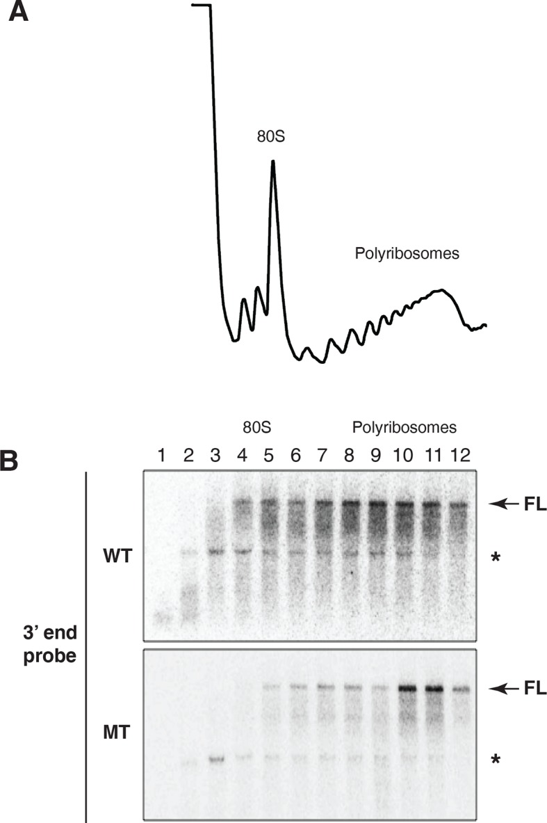 Figure 3—figure supplement 2.