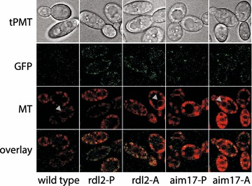 Fig. 9