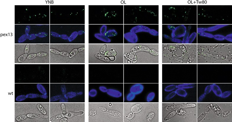 Fig. 11