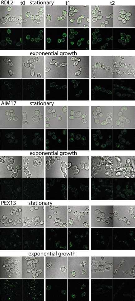 Fig. 10