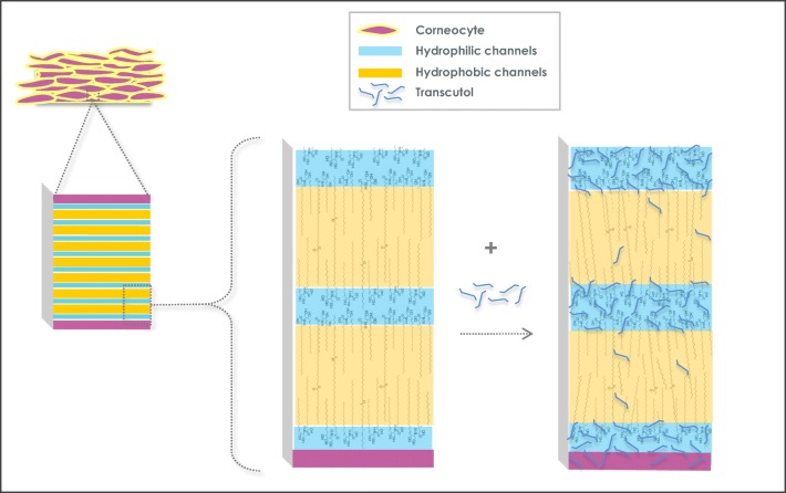 Graphical Abstract