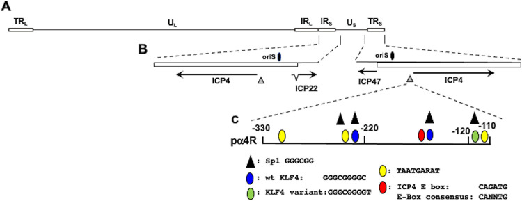 FIG 1