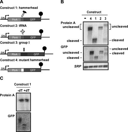 FIGURE 1.