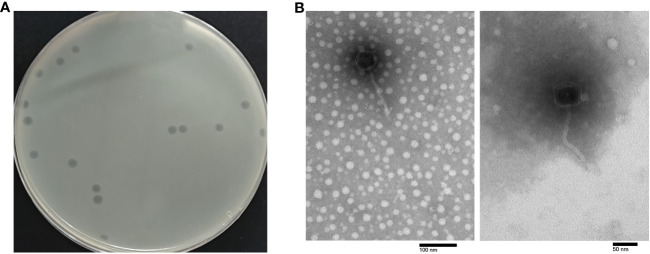 Figure 1