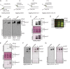 Fig. 2.