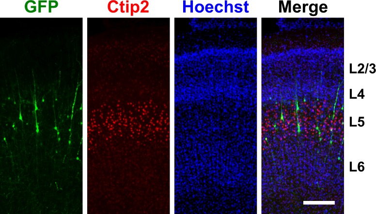 Figure 2—figure supplement 2.