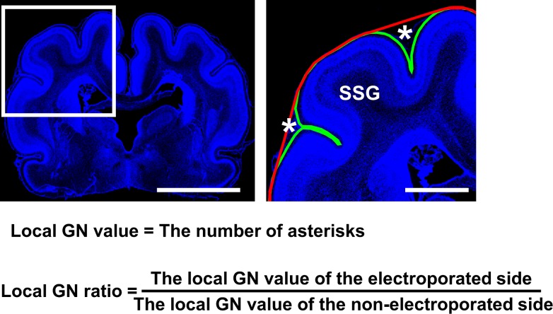 Figure 5—figure supplement 1.