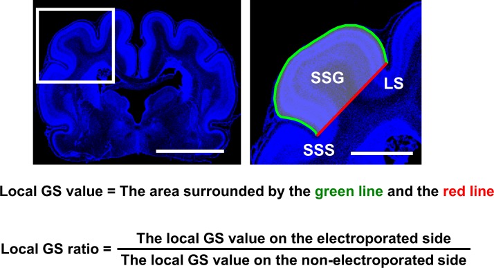 Figure 5—figure supplement 3.