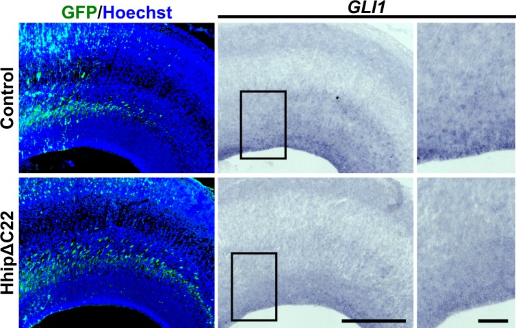 Figure 2—figure supplement 1.