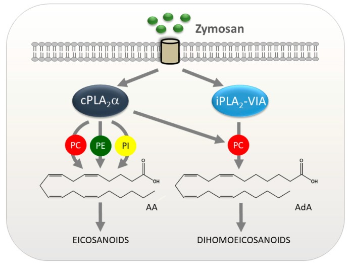 Scheme 2