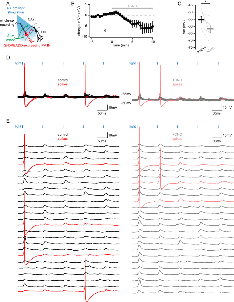 Figure 5—figure supplement 1.