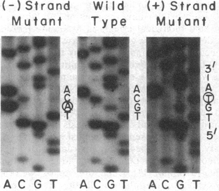 graphic file with name pnas00621-0018-a.jpg