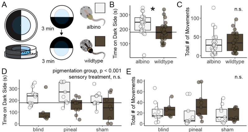 
Figure 1.

Albino
Xenopus laevis
tadpoles prefer darker environments compared to the wild type independent of eyes or pineal gland.

